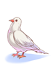 Mysterious Pigeon