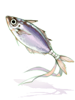 Lesser Mackerel Talisman
