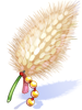 White Knight's Foxtail